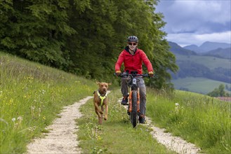 Mountain biker and traildog, Vizslar dog running next to bicycle in early summer on the Jura