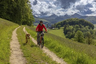 Mountain biker and traildog, Vizslar dog running next to bicycle in early summer on the Jura