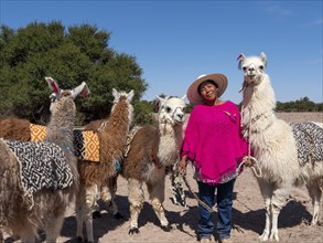 Indigenous woman of the Atacameno minority with llamas, Atacama Desert, Chile, South America