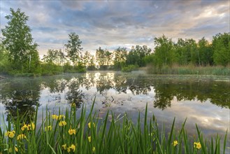 Pond with reflections of the sky and trees, surrounded by green plants and reeds at dusk, In the