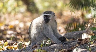 Vervet monkey (Chlorocebus pygerythrus) in Zimbabwe, close-up shot