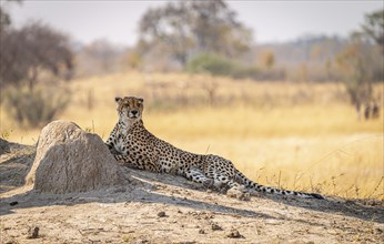 Relaxing Cheetah in the Kruger National Park, South Africa during winter season