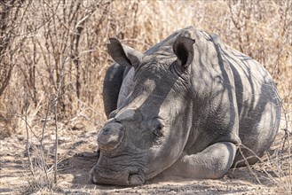 Dehorned Rhino in the Hwange National Park, Zimbabwe during winter season