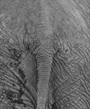 Elephant tail detailed close-up shot at the Kruger National Park, South Africa, Africa