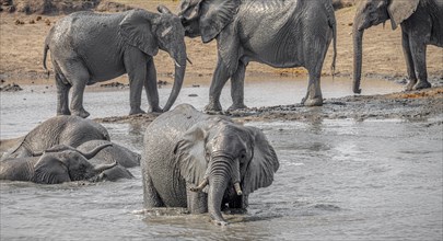 Group of Elephants at the Kruger National Park, South Africa during winter season