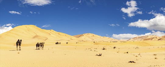 Group of dromedaries in the beautiful Omani Rub al-Chali Desert