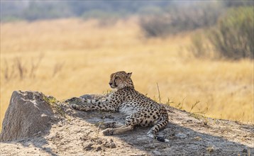 Relaxing Cheetah in the Kruger National Park, South Africa during winter season