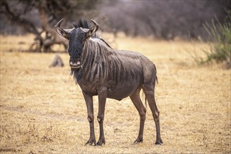 Blue Wildebeest (Connochaetes taurinus) spotted in the Khama Rhino Sanctuary, Botswana, Africa