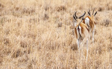 Group of Springboks grazing in the Khama Rhino Sanctuary, Botswana, during winter, Africa