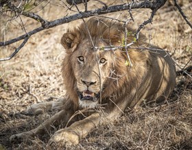 Male Lion (Panthera Leo) close-up portrait at Kruger National Park, South Africa, Africa