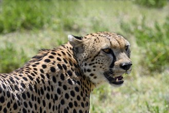 Cheetah (acinonyx jubatus), portrait of adult male, Serengeti National Park, Tanzania, Africa