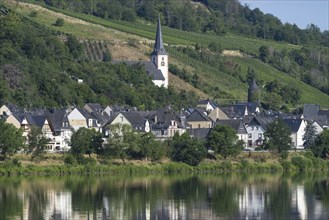 The wine village of Briedel on the Moselle, Cochem-Zell district, Rhineland-Palatinate, Germany,