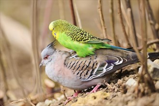 Animal Friendship of a Crested pigeon (Ocyphaps lophotes) cuddeling a Budgerigar (Melopsittacus