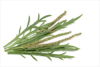 Vegetable, salad plant, crow's foot plantain, Plantago coronopus), also known as stag's horn