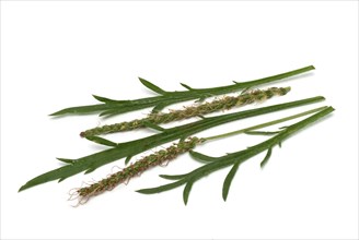 Vegetable, salad plant, crow's foot plantain, Plantago coronopus), also known as stag's horn