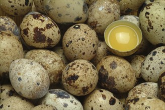 Food, quail eggs, cracked quail egg, Coturnix coturnix