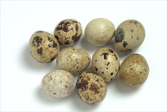 Food, quail eggs, cracked quail egg, Coturnix coturnix