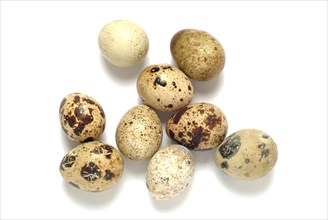 Food, quail eggs, cracked quail egg, Coturnix coturnix