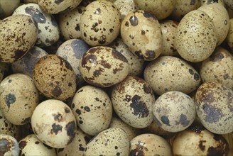 Food, quail eggs, cracked quail egg, Coturnix coturnix