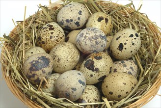 Food, quail eggs, cracked quail egg, Coturnix coturnix