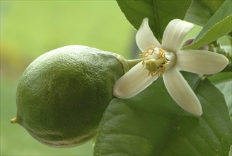 Blossom of the lemon, lemon blossom, unripe fruit next to it