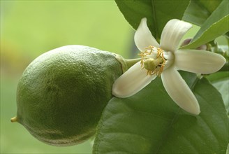 Blossom of the lemon, lemon blossom, unripe fruit next to it