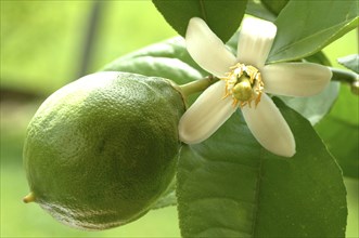 Blossom of the lemon, lemon blossom, unripe fruit next to it