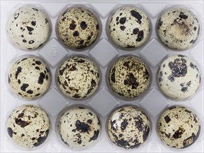 Quail Eggs (fresh) as detailed close-up shot, selective focus)