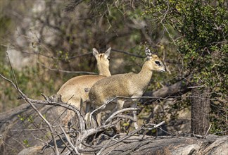 Male and Female Klipspringer (Oreotragus Oreotragus) in Kruger National Park