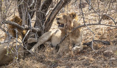 Male Lions (Panthera Leo) at Kruger National Park, South Africa, Africa