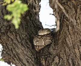 Python (Pythonidae) resting on a tree, Kruger National Park, South Africa, Africa