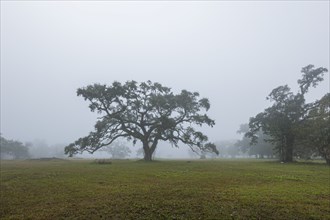 Live Oak tree on a foggy morning in Biloxi, Mississippi