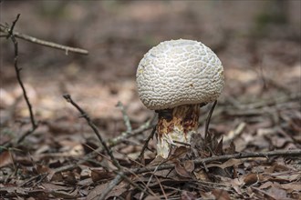 Wild mushroom growing in natural area