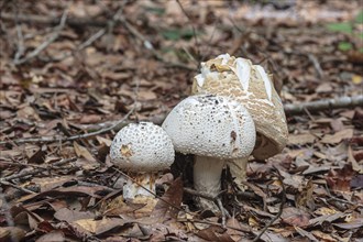 Wild mushrooms growing in natural area