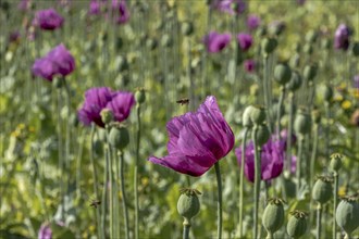 Field with purple opium poppy flowers (Papaver somniferum), Untersulmetingen, Laupheim, Upper