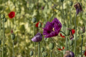 Field with purple opium poppy flowers (Papaver somniferum), Untersulmetingen, Laupheim, Upper