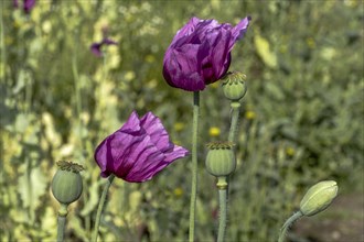 Two dark purple opium poppy (Papaver somniferum), seed heads and flower bud, Untersulmetingen,