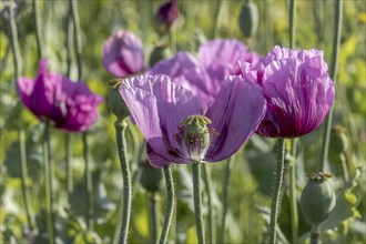 Field with roza violet opium poppy (Papaver somniferum) and seed heads, Untersulmetingen, Laupheim,