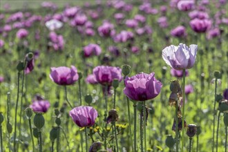 Field with purple and white opium poppy flowers (Papaver somniferum) in Gegenlichti,