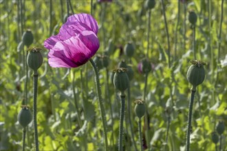 Field with purple opium poppy (Papaver somniferum) against the light with a handful of seed heads