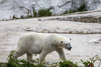 Detroit, Michigan, A polar bear (Ursus maritimus) in the Arctic Ring of Life exhibit at the Detroit