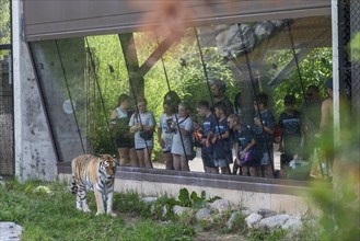 Detroit, Michigan, Children watch an Amur Tiger (Panthera tigris tigris) through a window at the