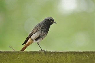 Redstart, May, Saxony, Germany, Europe