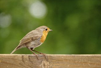 European robin (Erithacus rubecula), May, Saxony, Germany, Europe