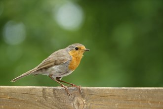 European robin (Erithacus rubecula), May, Saxony, Germany, Europe