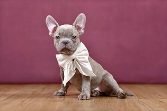 Young lilac Brindle French Bulldog dog puppy with white ribbon in front of studio background