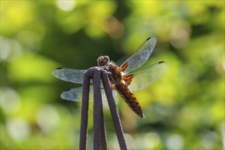 Yellow-winged darter (Sympetrum flaveolum), Bavaria, Germany, Europe