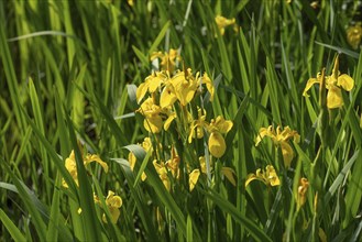 Yellow iris (Iris pseudacorus), Bavaria, Germany, Europe