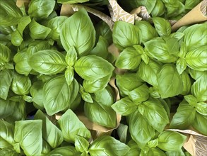 Baslikum (Ocimum basilicum) on display in grocery stores greengrocers retail wholesale,