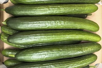 Snake cucumbers (Trichosanthes anguina) on display in grocery stores greengrocers retail wholesale,